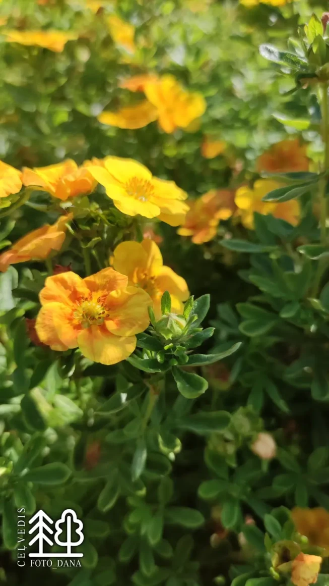 Potentilla fruticosa    'Mango Tango' = 'Uman'